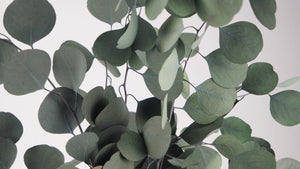 Konservierter Eukalyptus Populus - 1 Bund - Grün - Si-nature