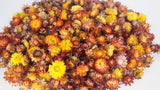 Strohblumen Köpfe - 2 kg - Versch. Farben - Si-nature