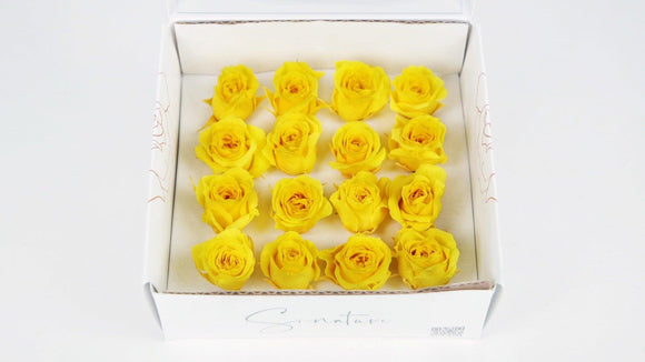 Stabilisierte Rosen 1 cm - 16 Stück - Gelb - Si-nature