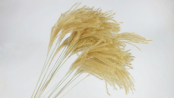 Golden Grass - 20 Stängel - Naturfarbe
