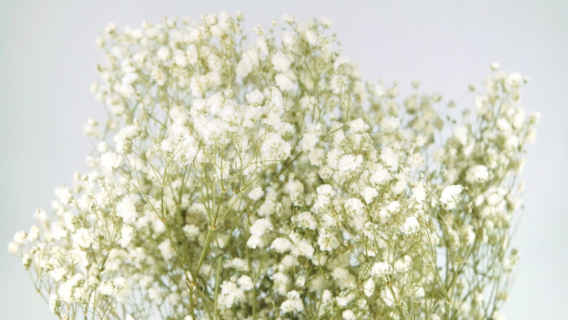 Schleierkraut Konserviert - Gypsophila Hochzeitsblumen