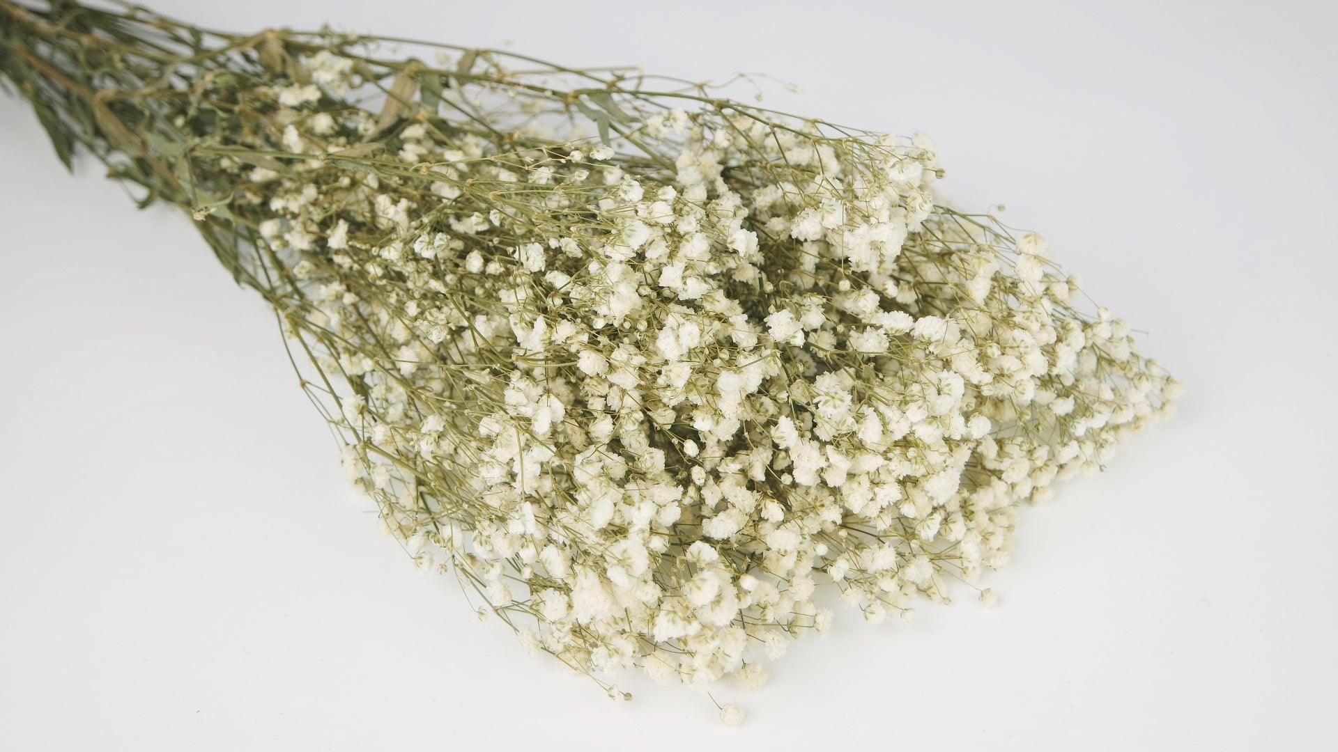 schleierkraut künstlich depot Schleierkraut Konserviert - Gypsophila Hochzeitsblumen