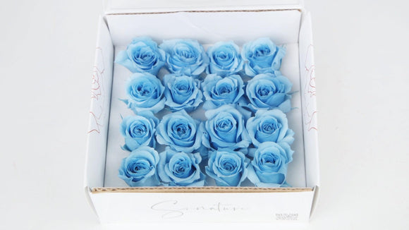 Stabilisierte Rosen 1 cm - 16 Stück - Hellblau - Si-nature