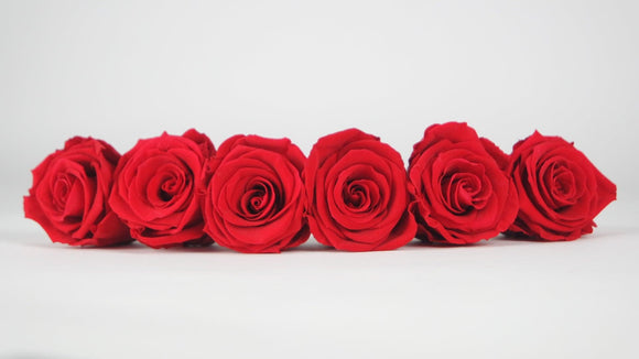 Stabilisierte Rosen 6,5 cm - 6 Stück - Hellrot - Si-nature