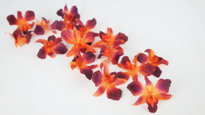 Orchidee Dendrobium getrocknet Earth Matters - 15 Köpfe - Tropical orange 370