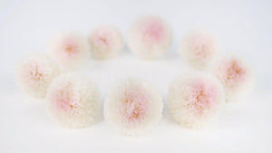 Chrysantheme Pong Pong konserviert Earth Matters - 9 Köpfe - White pink 103 - Si-nature