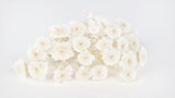 Chrysantheme Pong Pong micro konserviert Earth Matters - 25 Köpfe - White 010