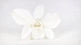 Orchidee Dendrobium konserviert Earth Matters - 8 Köpfe - Pure white 010