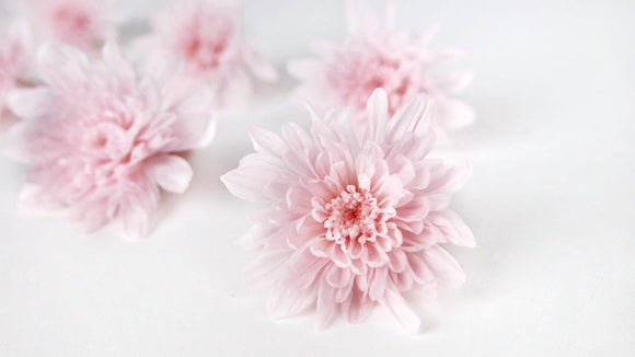 Chrysantheme konserviert Earth Matters - 6 Köpfe - Sherbet pink 102