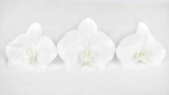 Orchidee konserviert Earth Matters - 3 Köpfe - Pure white 001 - Si-nature