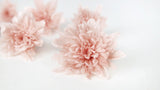 Chrysantheme konserviert Earth Matters - 6 Köpfe - Silky pink 131 - Si-nature