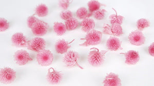 Gomphrena Köpfe konserviert Earth Matters - ca. 30 Köpfe - Crystal pink 111 - Si-nature