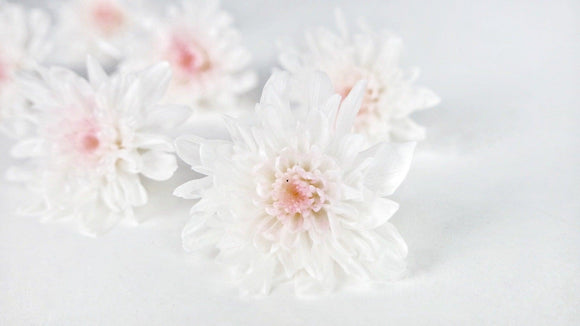 Chrysantheme konserviert Earth Matters - 6 Köpfe - White pink 103 - Si-nature