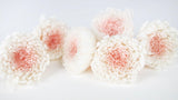 Chrysantheme Mille-feuille konserviert Earth Matters - 6 Köpfe - White pink 011