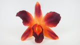 Orchidee Dendrobium getrocknet Earth Matters - 15 Köpfe - Tropical orange 370