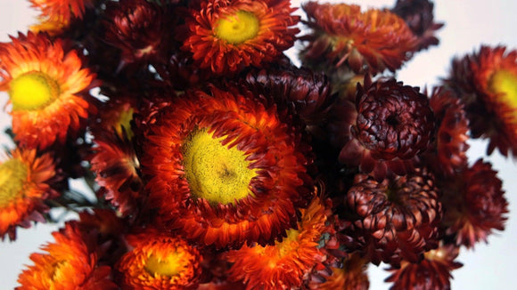 Strohblumen - 1 Bund - Naturfarbe rot