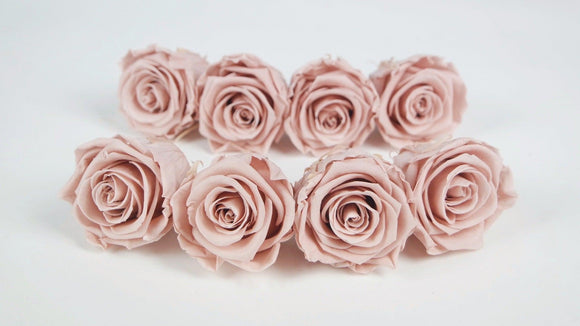 Stabilisierte Rosen Kiara  5 cm - 8 Stück - Antique pink