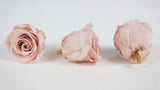 Stabilisierte Rosen Kiara 5 cm - 8 Stück - Antique pink - Si-nature