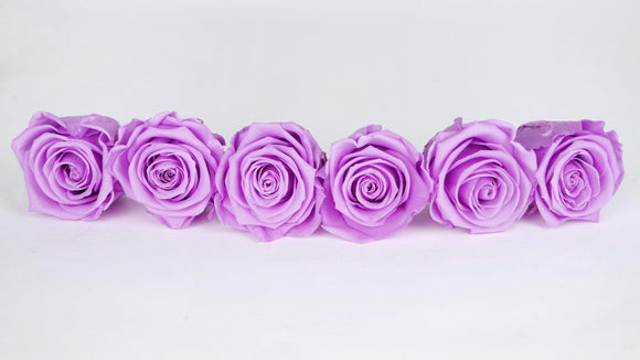 Stabilisierte Rosen Kiara  6 cm - 6 Stück - Baby lili