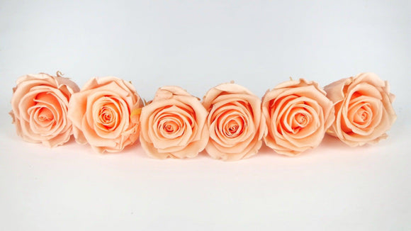Stabilisierte Rosen Kiara 6 cm - 6 Stück - Perfect peach - Si-nature