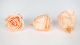 Stabilisierte Rosen Kiara 6 cm - 6 Stück - Perfect peach - Si-nature