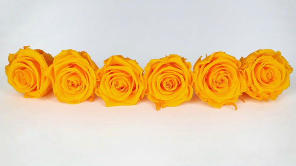 Stabilisierte Rosen Kiara  6 cm - 6 Stück - Sunny yellow