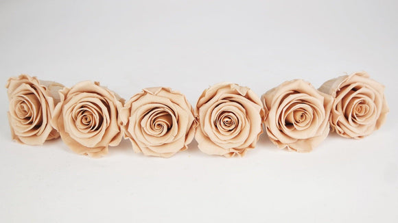 Stabilisierte Rosen Kiara 6 cm - 6 Stück - Nude - Si-nature