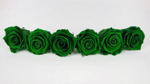 Stabilisierte Rosen Kiara 6 cm - 6 Stück - Emerald green - Si-nature