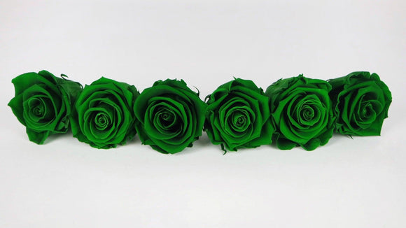 Stabilisierte Rosen Kiara  6 cm - 6 Stück - Emerald green