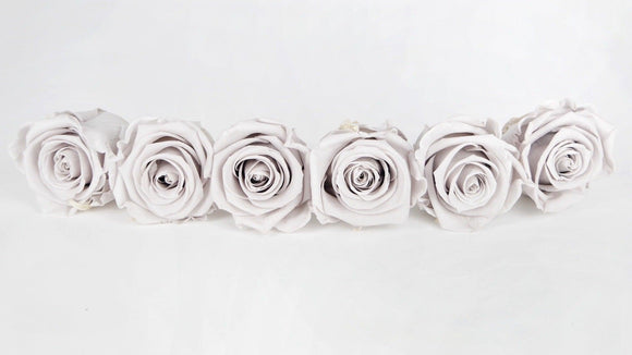 Stabilisierte Rosen Kiara  6 cm - 6 Stück - Grey