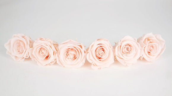 Stabilisierte Rosen Kiara  6 cm - 6 Stück - Porcelain pink