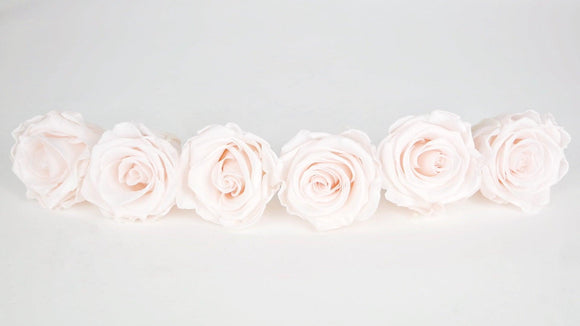 Stabilisierte Rosen Kiara 6 cm - 6 Stück - Pink blush - Si-nature