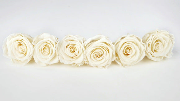 Stabilisierte Rosen Kiara 6 cm - 6 Stück - Pearl white - Si-nature
