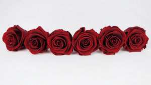 Stabilisierte Rosen Kiara 6 cm - 6 Stück - Royal red - Si-nature