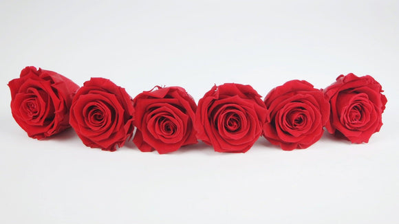 Stabilisierte Rosen Kiara  6 cm - 6 Stück - Vibrant red