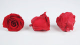 Stabilisierte Rosen Kiara 6 cm - 6 Stück - Vibrant red - Si-nature