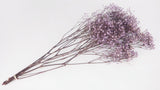 Konserviertes Schleierkraut - 1 Bund - Cool Lavender - Si-nature