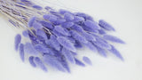 Lagurus getrocknet - 1 Bund - Violett