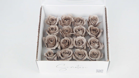 Stabilisierte Rosen 1 cm - 16 Stück - Latte - Si-nature
