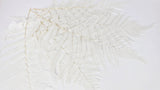 Lederfarn konserviert 80 cm - 1 Bund - Weiß