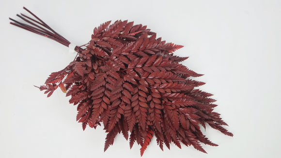 Leather fern preserved Premium - 6 stems - Red