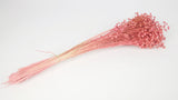 Flachs getrocknet - 1 Bund - Coral rosa