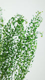 Lepidium konserviert - 1 Bund - Grün - Si-nature