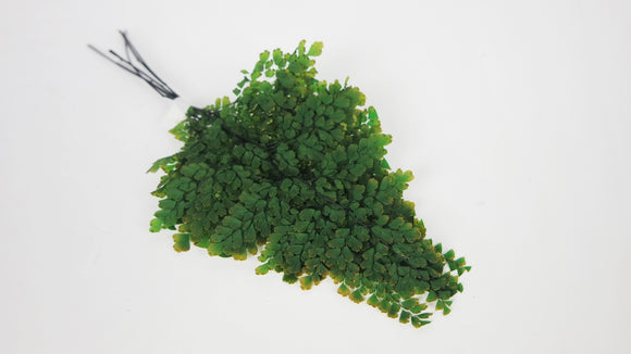Adianthum Lutti fern preserved - 6 stems - Green