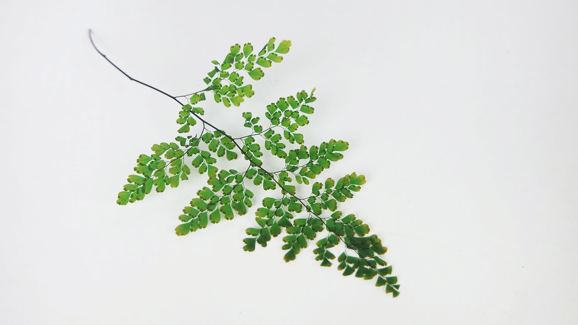 Adianthum Lutti Farn konserviert Premium - 6 Stiele