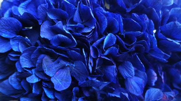 Konservierte Hortensie Extra - 1 Kopf - Majorelle blau - Si-nature