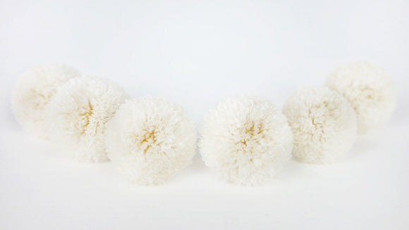 Chrysantheme Pong Pong konserviert Earth Matters - 6 Köpfe - White 010