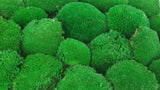 Konserviertes Kugelmoos - große Packung - Grün - Si-nature