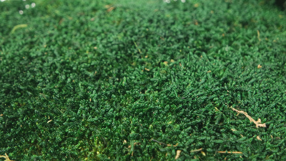 Lappenmoos konserviert - 500 g - Dunkelgrün