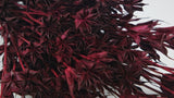 Nigella orientalis - 1 Strauß - Berry - Si-nature